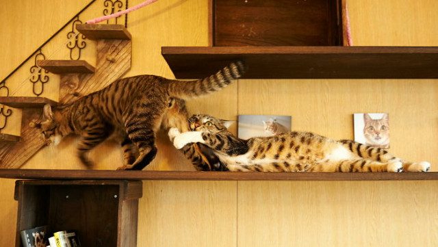 Наглядные причины, почему две кошки лучше, чем одна