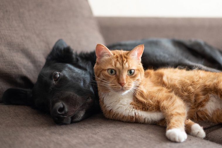 Кошка с собакой вполне могут жить в любви и гармонии