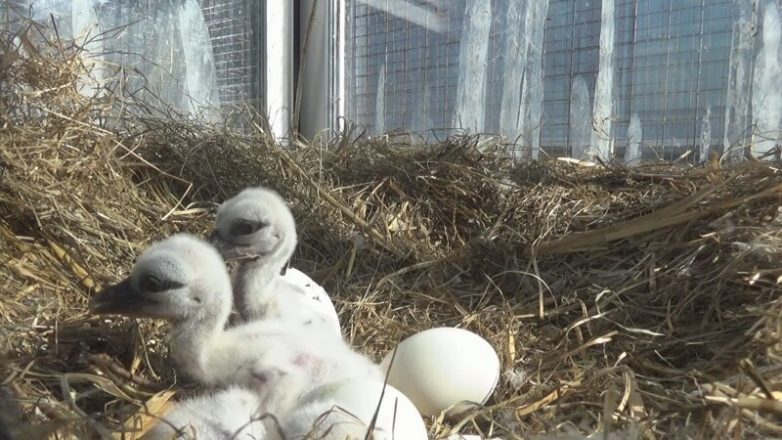 В Рязанском Доме Белого аиста пара вывела 5 птенцов