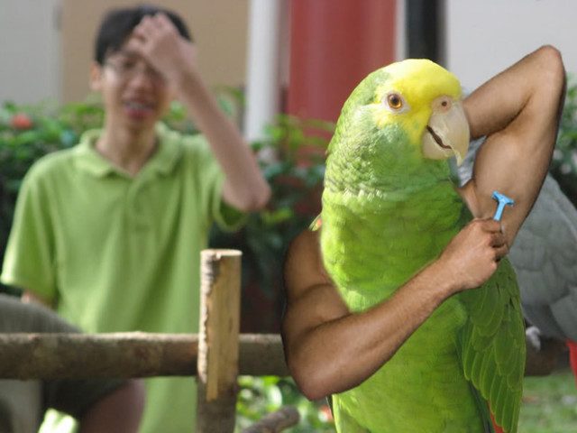 Птицы с человеческими руками