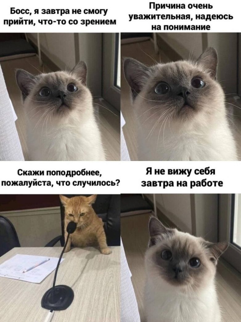 Фото мемов с котиками