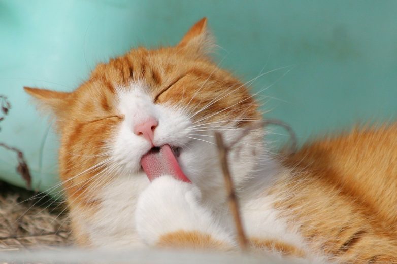 Почему выпадают зубы у кота