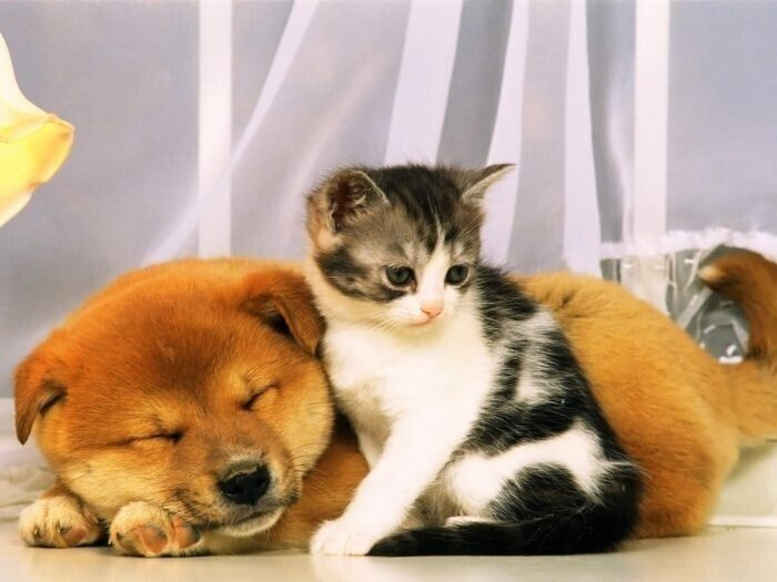 Большой Калейдоскоп фоток очаровательных щенят, котят