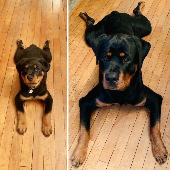 Фото весёлых собак, которые и дня не могут прожить, чтобы не рассмешить своих владельцев