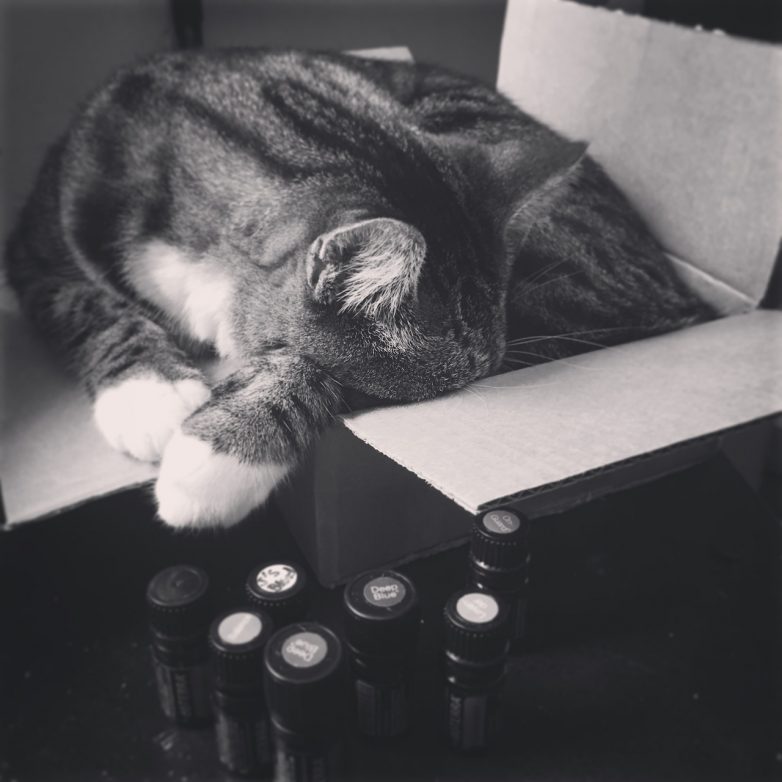 Почему кошки обожают картонные коробки?