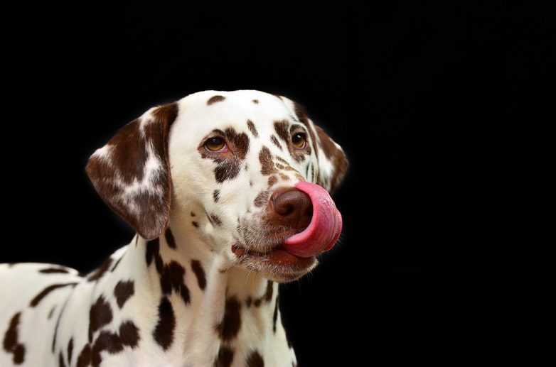 Почему собакам нельзя сладкое?