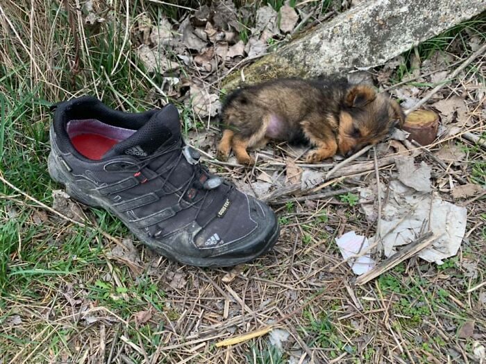 Мужчина нашёл больного щенка в лесу, забрал его домой..