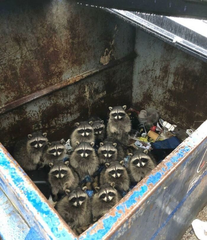 Фото прелестных енотов, которые украдут ваши сердца так, как они воруют мусор