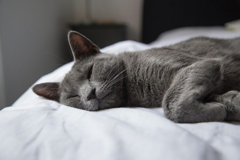 Что снится кошкам?