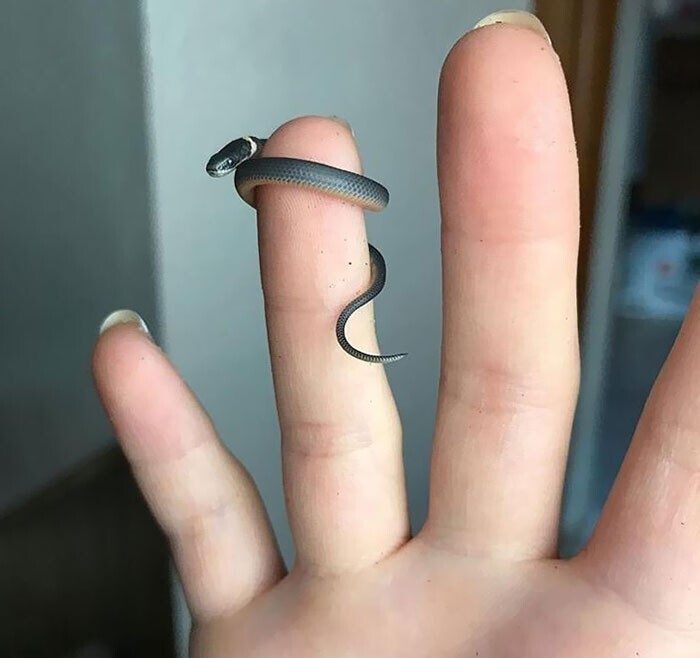 Какие крохи! Необычные животные размером с палец