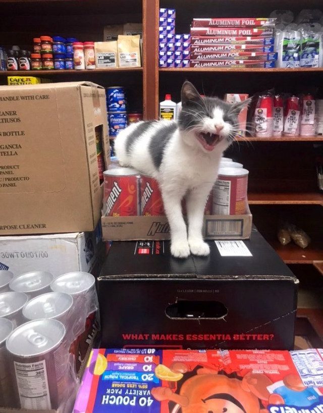Кошки в небольших магазинах, выглядящие так, будто они и есть хозяева