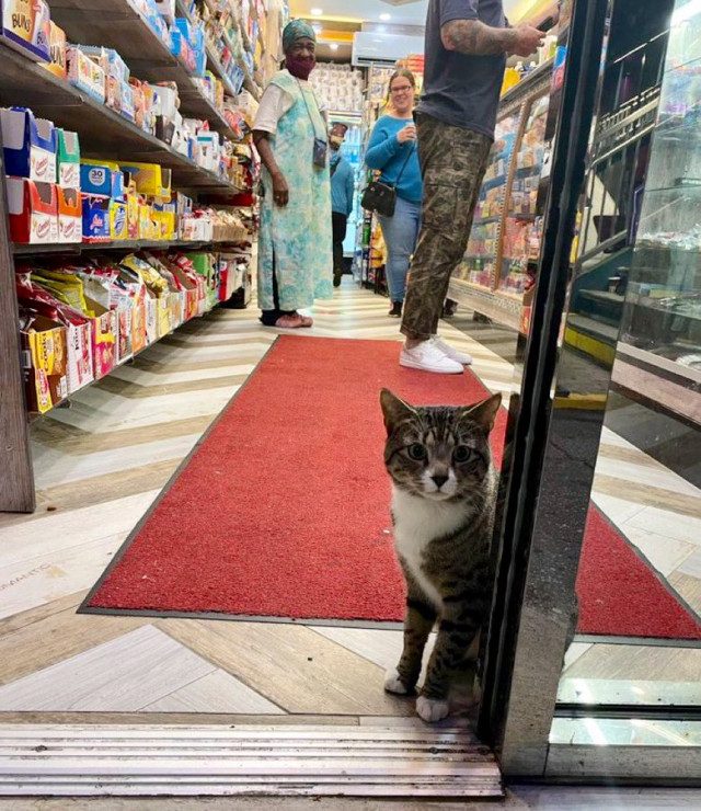 Кошки в небольших магазинах, выглядящие так, будто они и есть хозяева