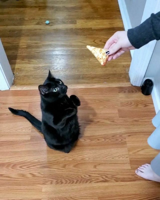 Котик, который научился просить еду по-настоящему