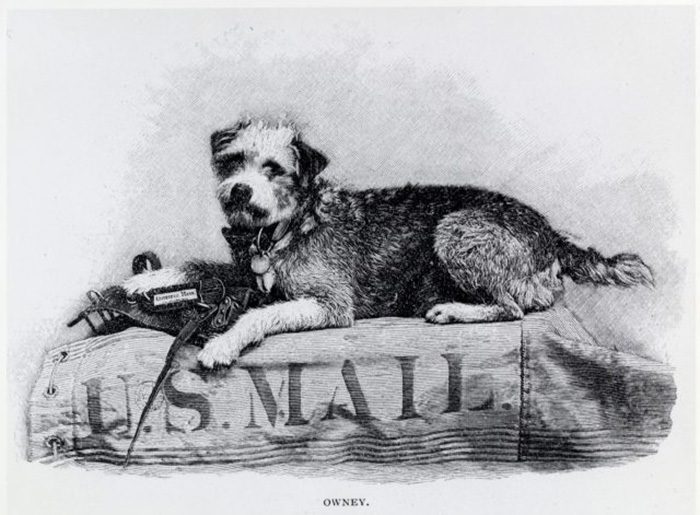 Почтовый пёс Оуни, который стал символом верности и человеческого предательства