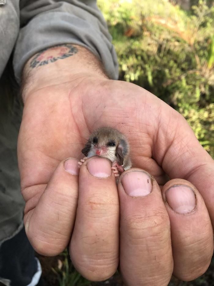 Крошечные животные, которые умещаются на одном пальце, доказывая, что маленький = милый