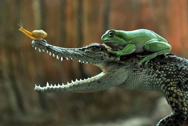 Забавные сцены из жизни рептилий
