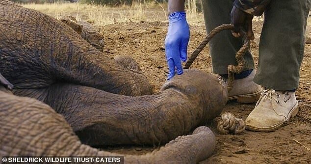 В Кении слоненок попал в ловушку браконьеров