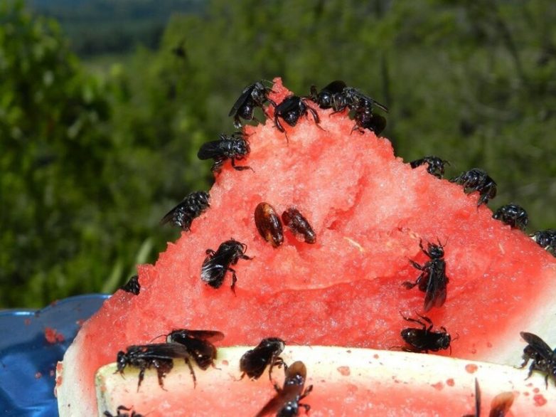 Пчёлы-стервятники: Улей из плоти, а мёд из мяса