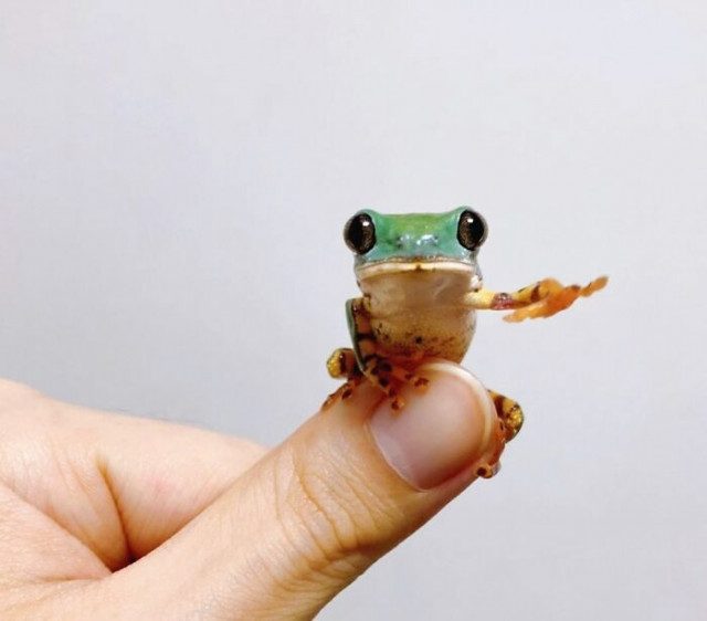 20 фотографий настолько крошечных животных, что они помещаются на пальцах