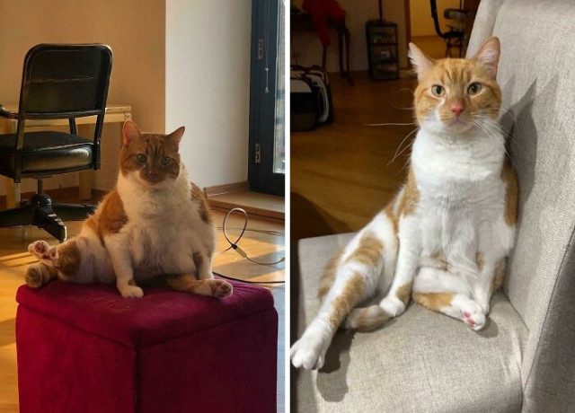 Фотографии домашних питомцев, сделанных до и после их похудения