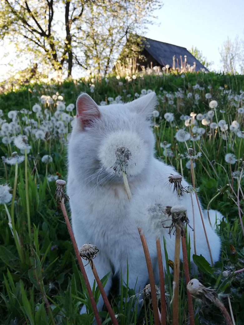 Котики, которые совершенно не умеют сидеть в засаде, но пытаются