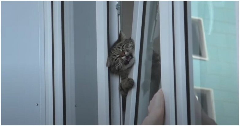 Парень спас застрявшего в окне кота