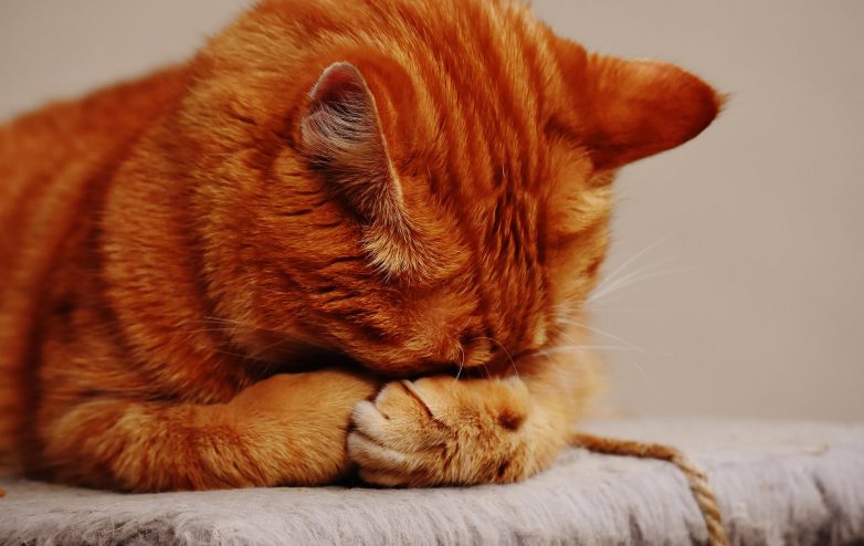 Почему считается, что кошки на самом деле не умеют плакать