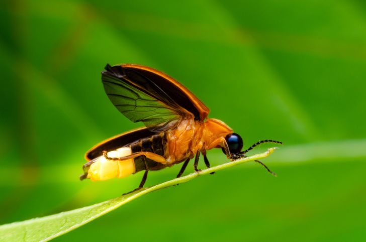Неприятные на вид насекомые, которых мы до жути боимся. А они трудятся всем на благо