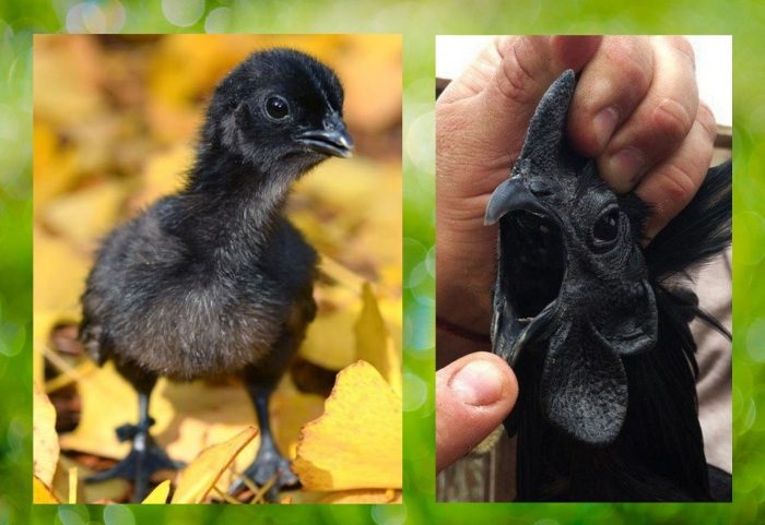 Где на Земле живут чёрные курицы, и какие мифы про них рассказывают