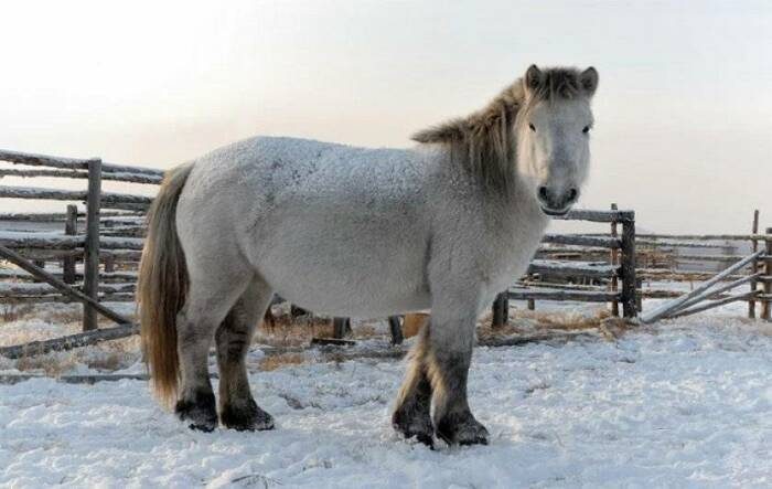 Как якутская лошадь может жить при -70 градусах