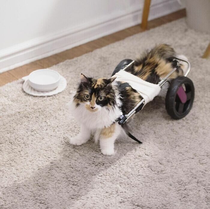 Кошка с парализованными лапами благодарит хозяйку за спасение