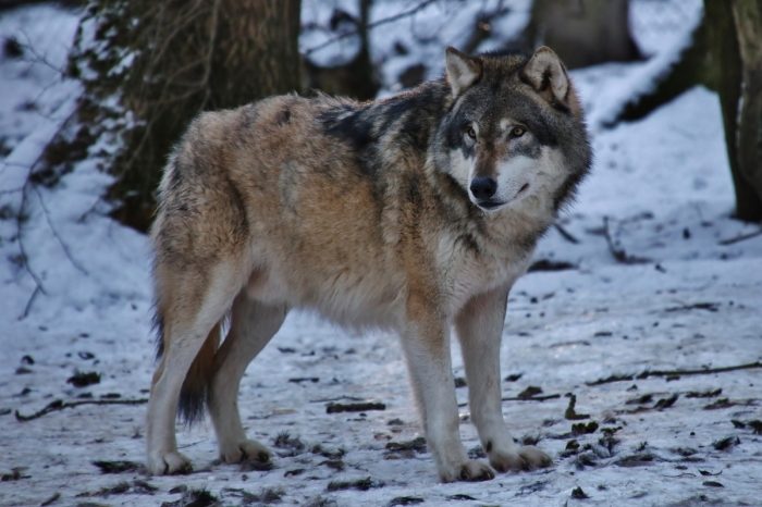Почему волки не выбегают за красные флажки в лесу