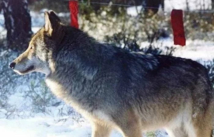 Почему волки не выбегают за красные флажки в лесу