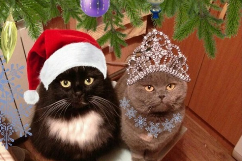 Коты в новогодней одежке