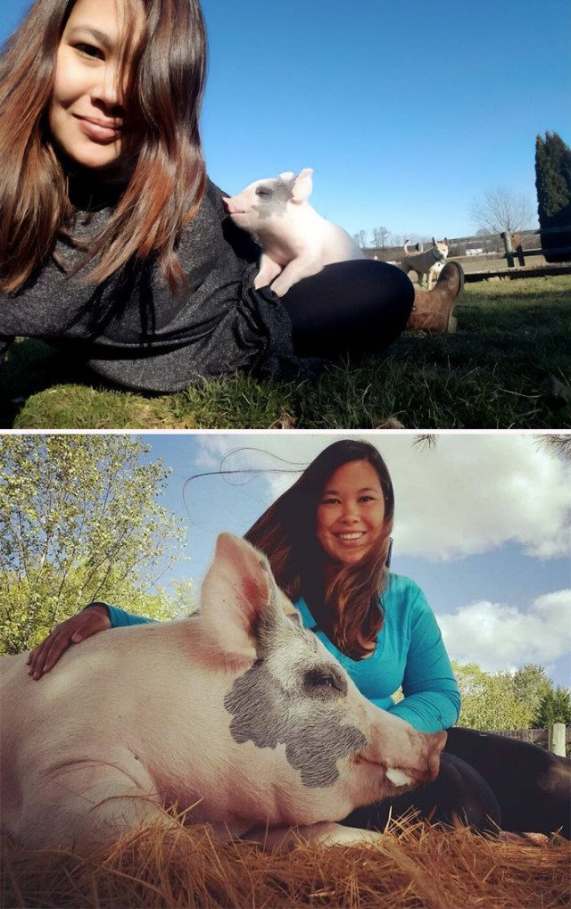 Фотографии, доказывающие, что свиньи — очень милые и общительные животные