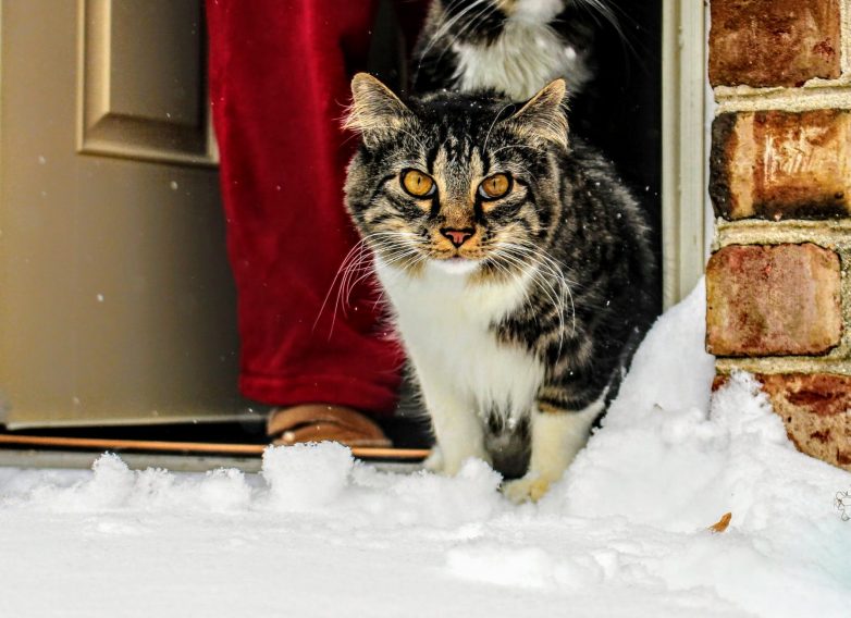 Замерзают ли коты зимой? Может ли им навредить холод?