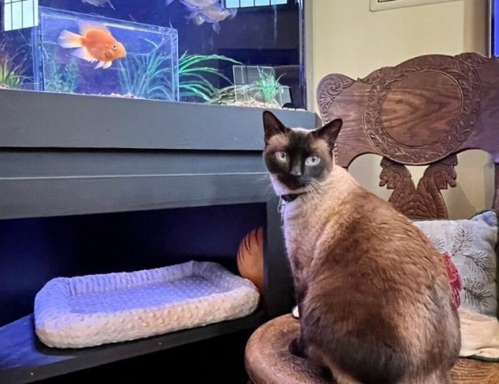 Зачем коту хозяева подарили аквариум
