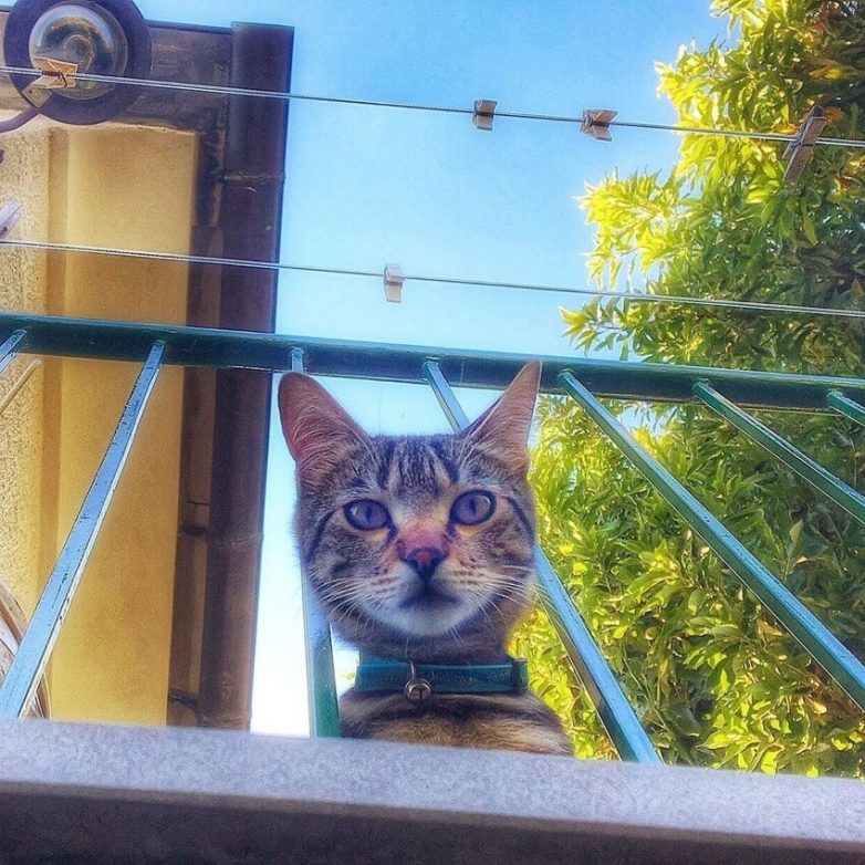 Итальянка круто фотографирует котов, в которых невозможно не влюбиться