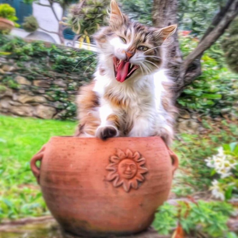 Итальянка круто фотографирует котов, в которых невозможно не влюбиться