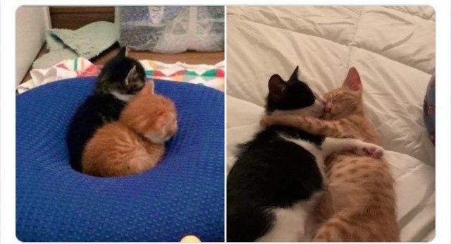 Почему два котика всегда лучше, чем один