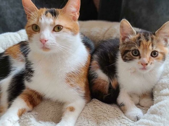 Почему два котика всегда лучше, чем один
