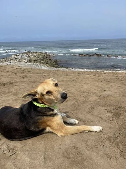 Верный пёс каждый день приходит на пляж и ждёт своего хозяина-рыбака