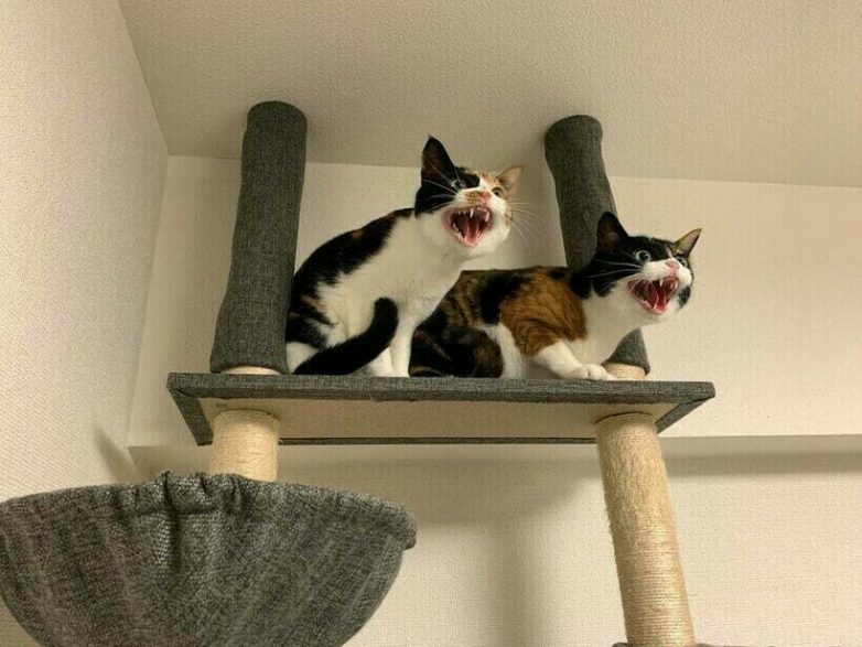Фото котов, которые наглыми и абсурдными действиями очень рассмешили своих хозяев