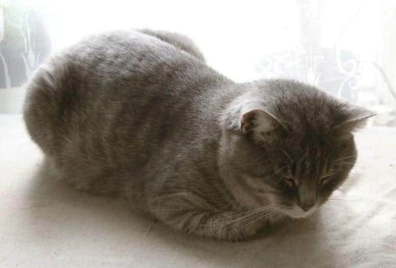 Зачем кошки поджимают под себя лапы, когда лежат