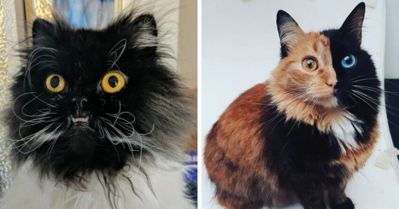 Необычные и забавные коты, которых как будто сконструировали в фотошопе