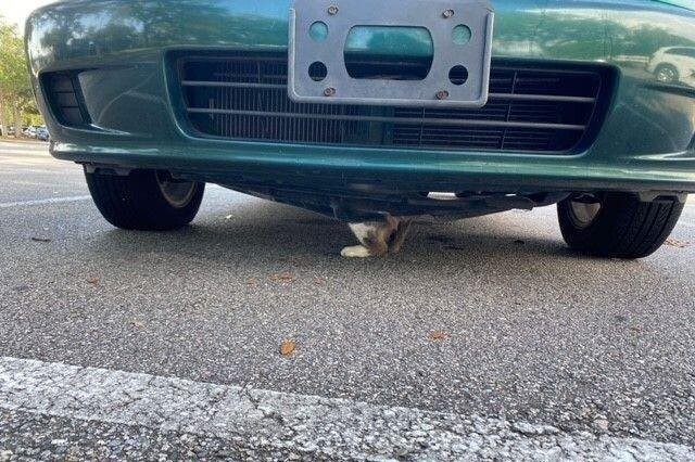 Кошка застряла под капотом автомобиля