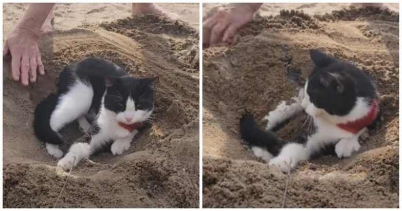 Кот принимает песчаную ванну