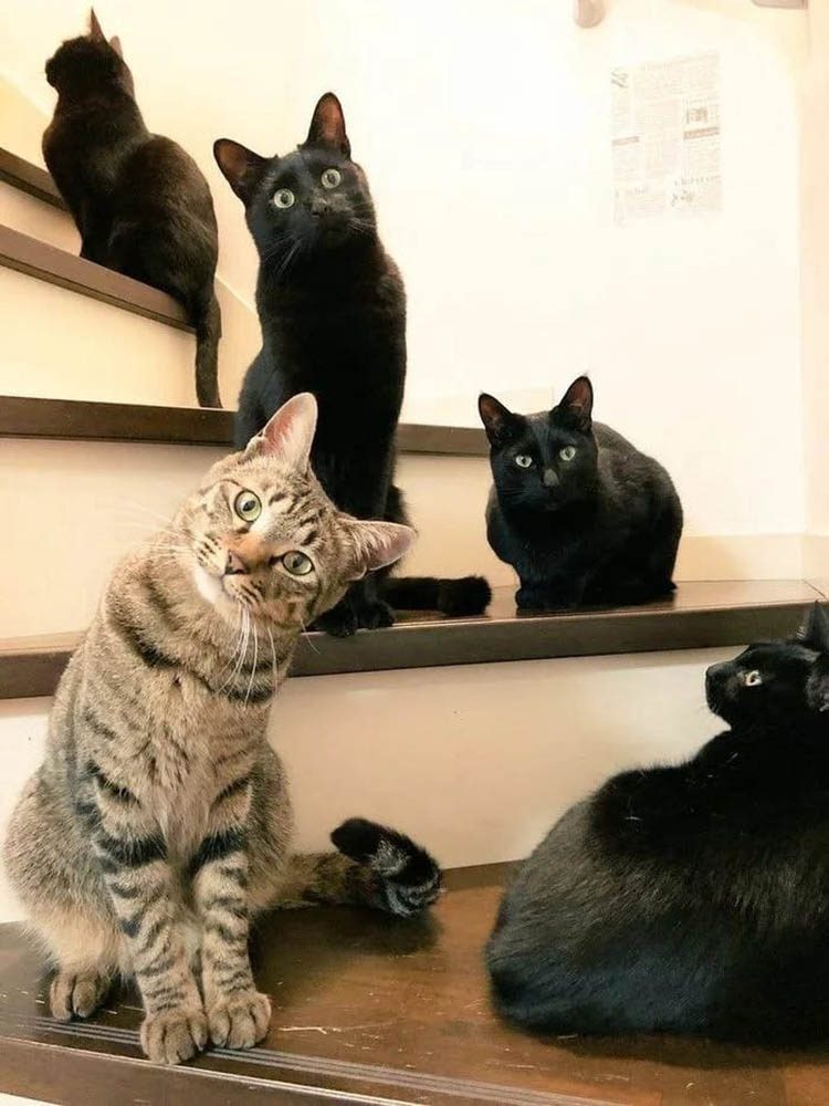 Люди, которые обнаружили у себя котоманию — им категорически мало одного кота в доме