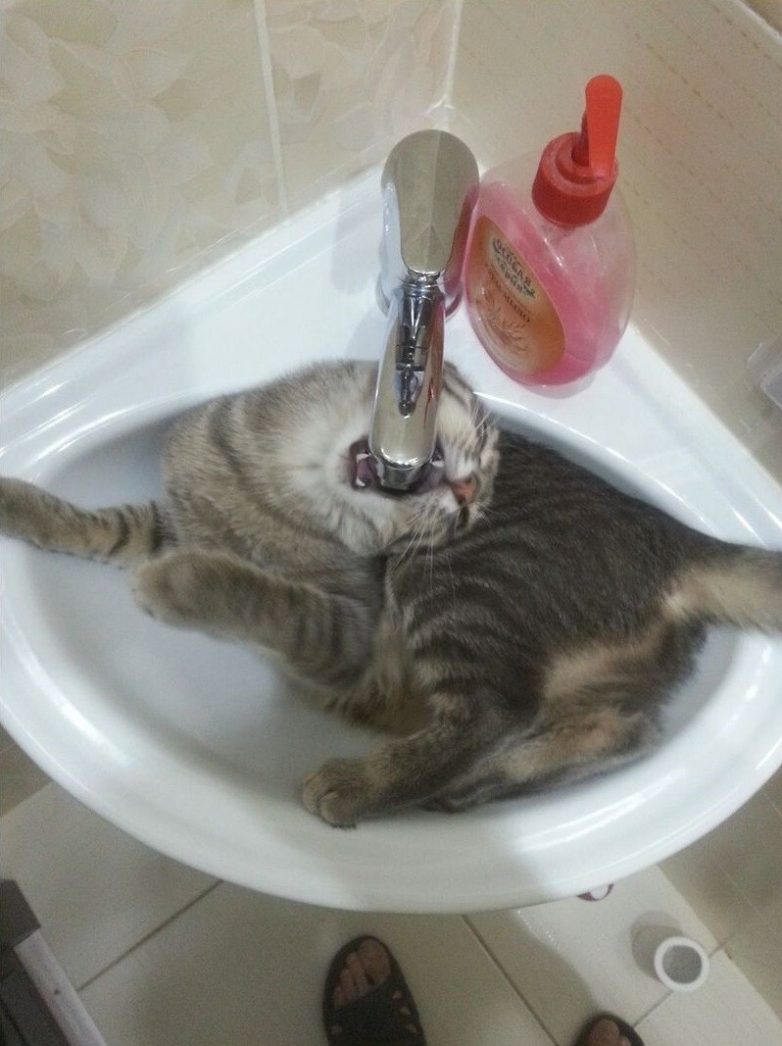 Котики, которые нежданно-негаданно сломались и полюбили водные процедуры