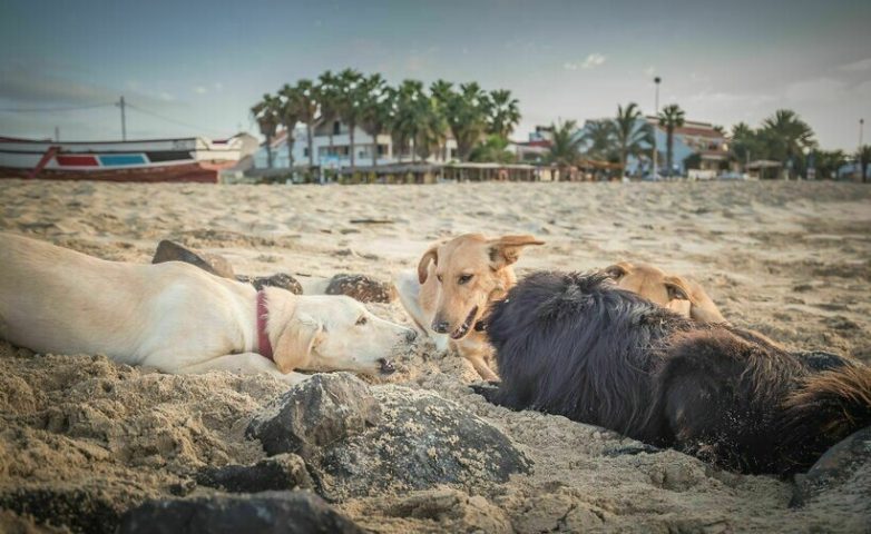 Беззаботная жизнь собак на острове
